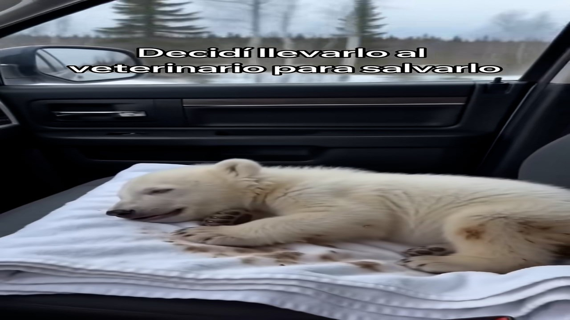 Part 2 : H0608005_Rescaté a Este Pequeño Oso Polar y Esto Pasó_part2