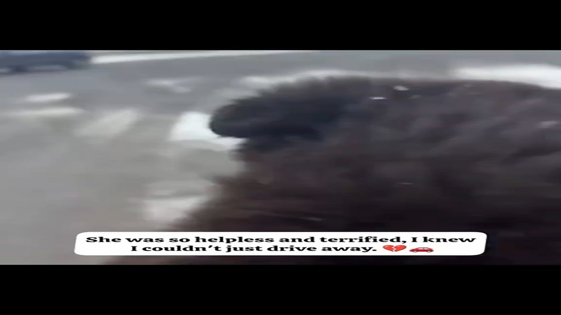 Part 2 : H0608008_This poor dog was found on a frozen street cold , weak and alone. we gently wrapped him in blankets_part2