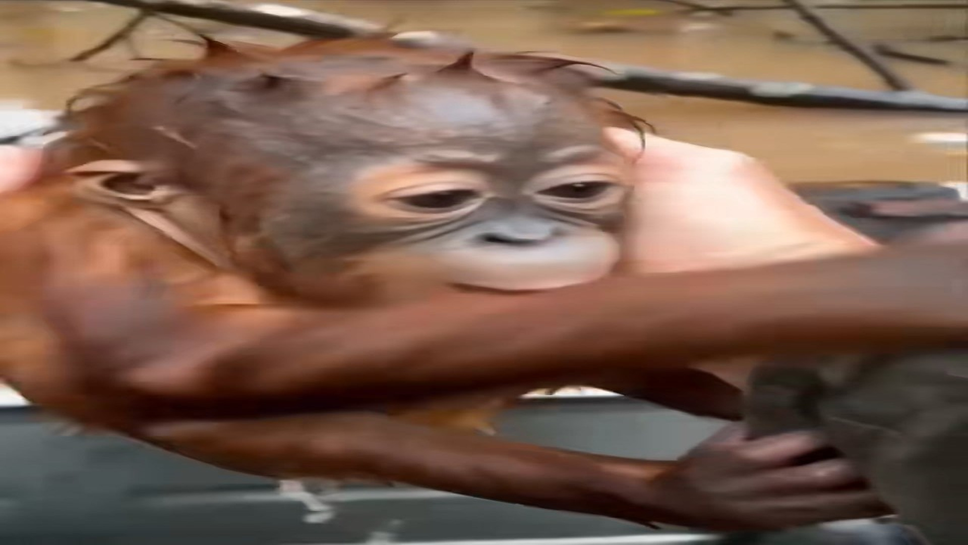 Part 2 : H0608003_He Found a Drowning Baby Orangutan... �❤️ #shorts #animalrescue #orangutan #heartwarming #rescue_part2
