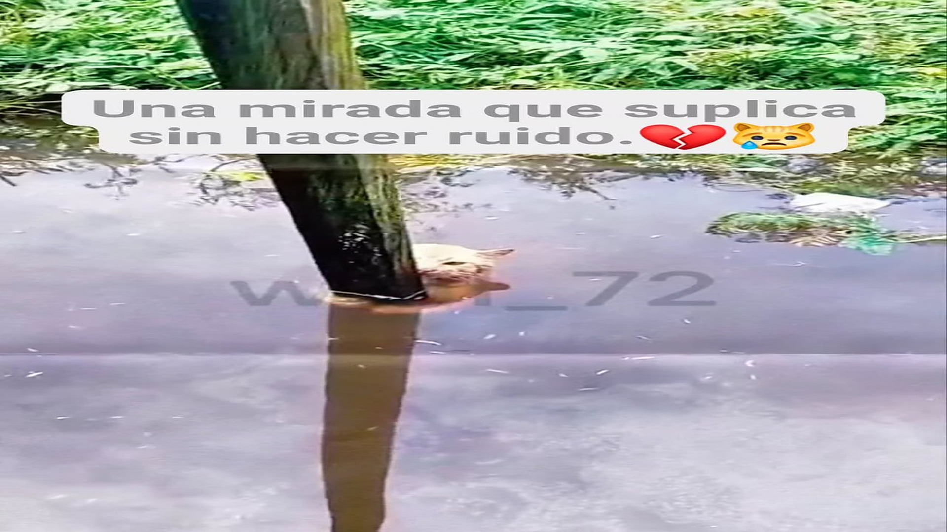 Full Video : H0608021_320K views 10K reactions Su mirada lo dice todo miedo, frío y una pequeña chispa de esperanza.