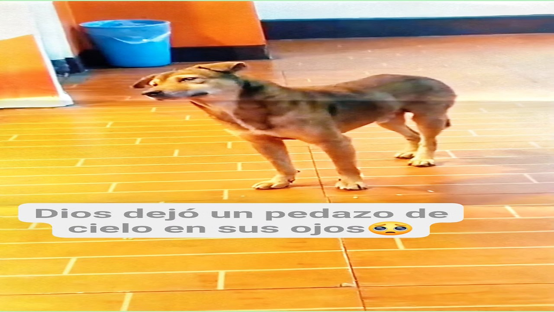 Full Video : H0608014_4.2K views 391 reactions Son ángeles de cuatro patas, olvidados por quienes debieron cuidarlos.