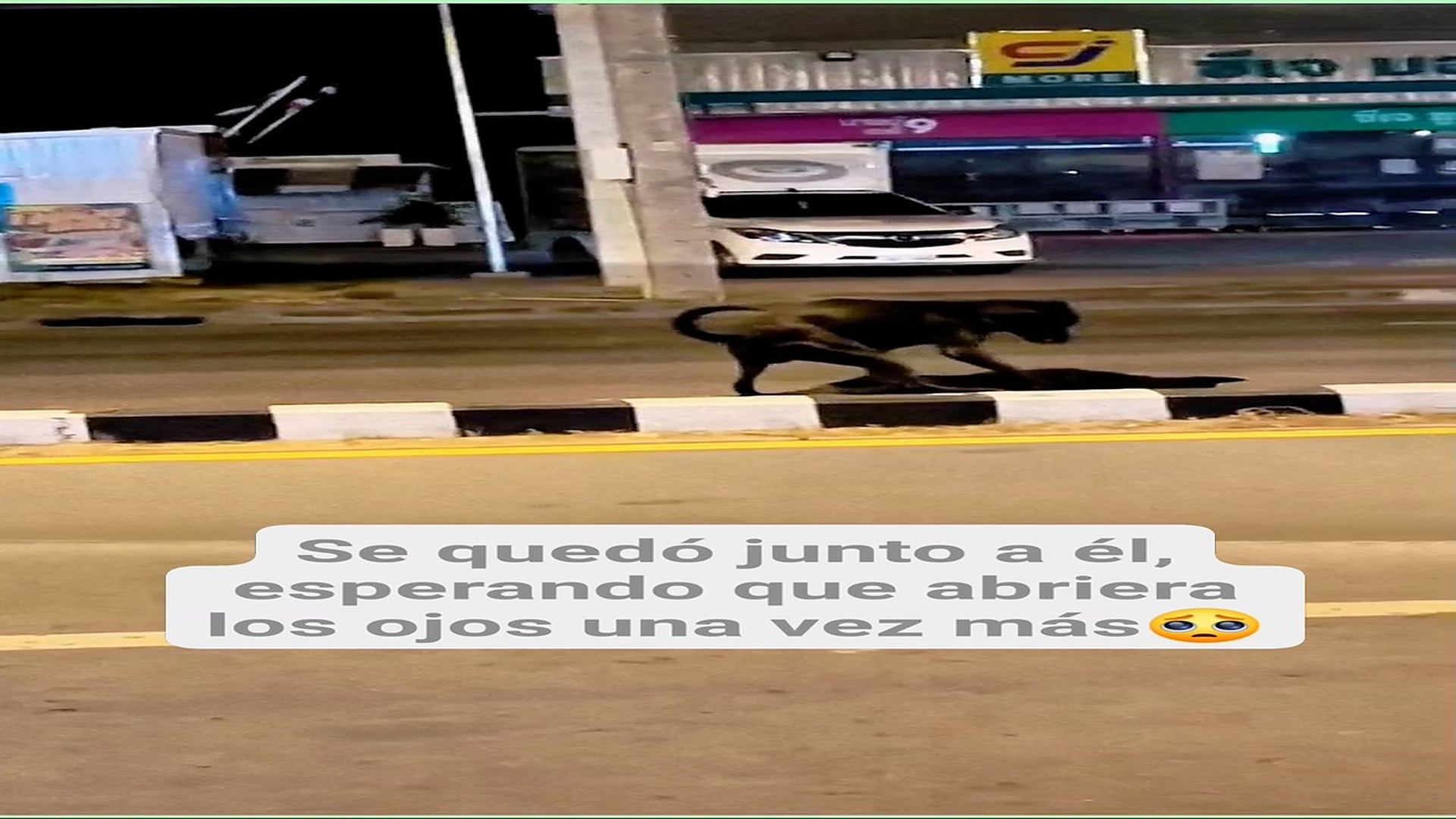 Full Video : H0608012_301K views 10K reactions El perrito empujaba su cuerpito inmóvil, sin entender por qué ya no des