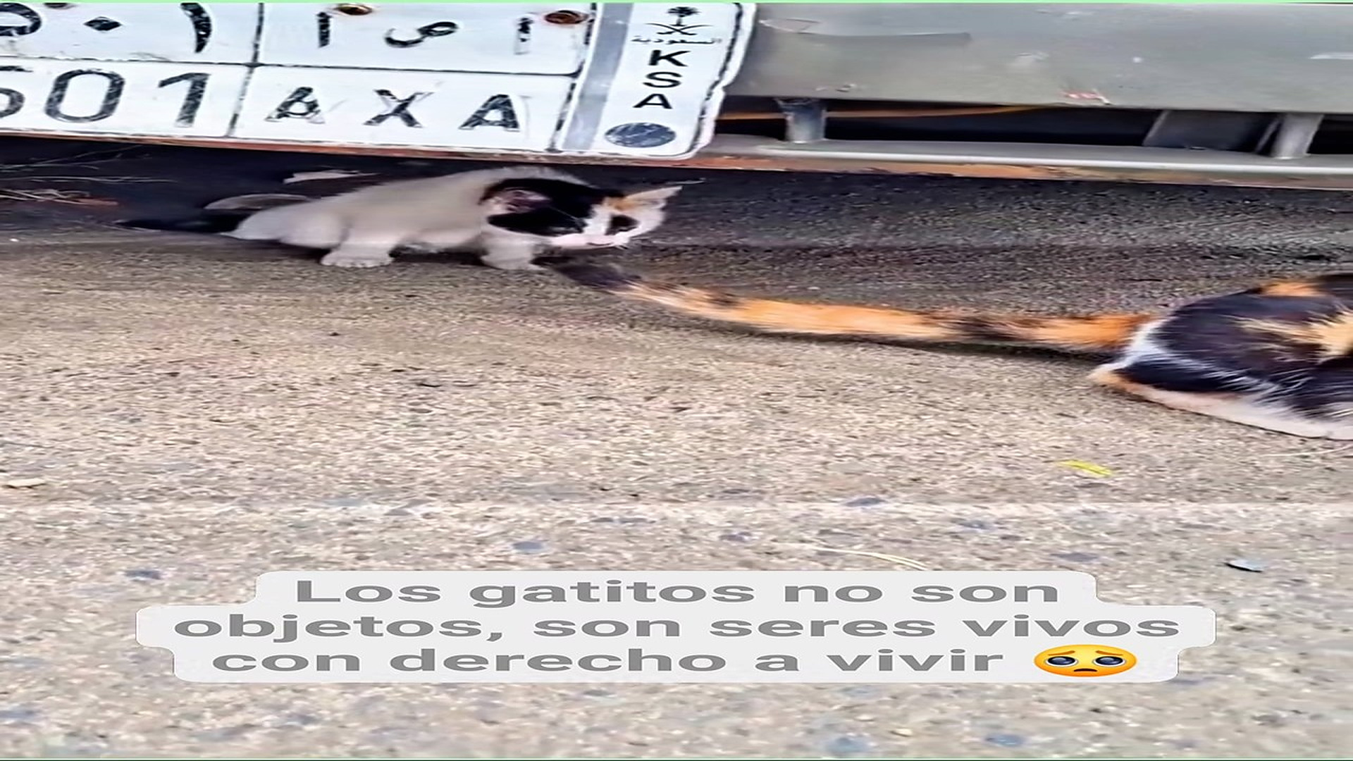 Full Video : H0608010_201K views 10K reactions La irresponsabilidad humana crea sufrimiento animal El Oso 2.0