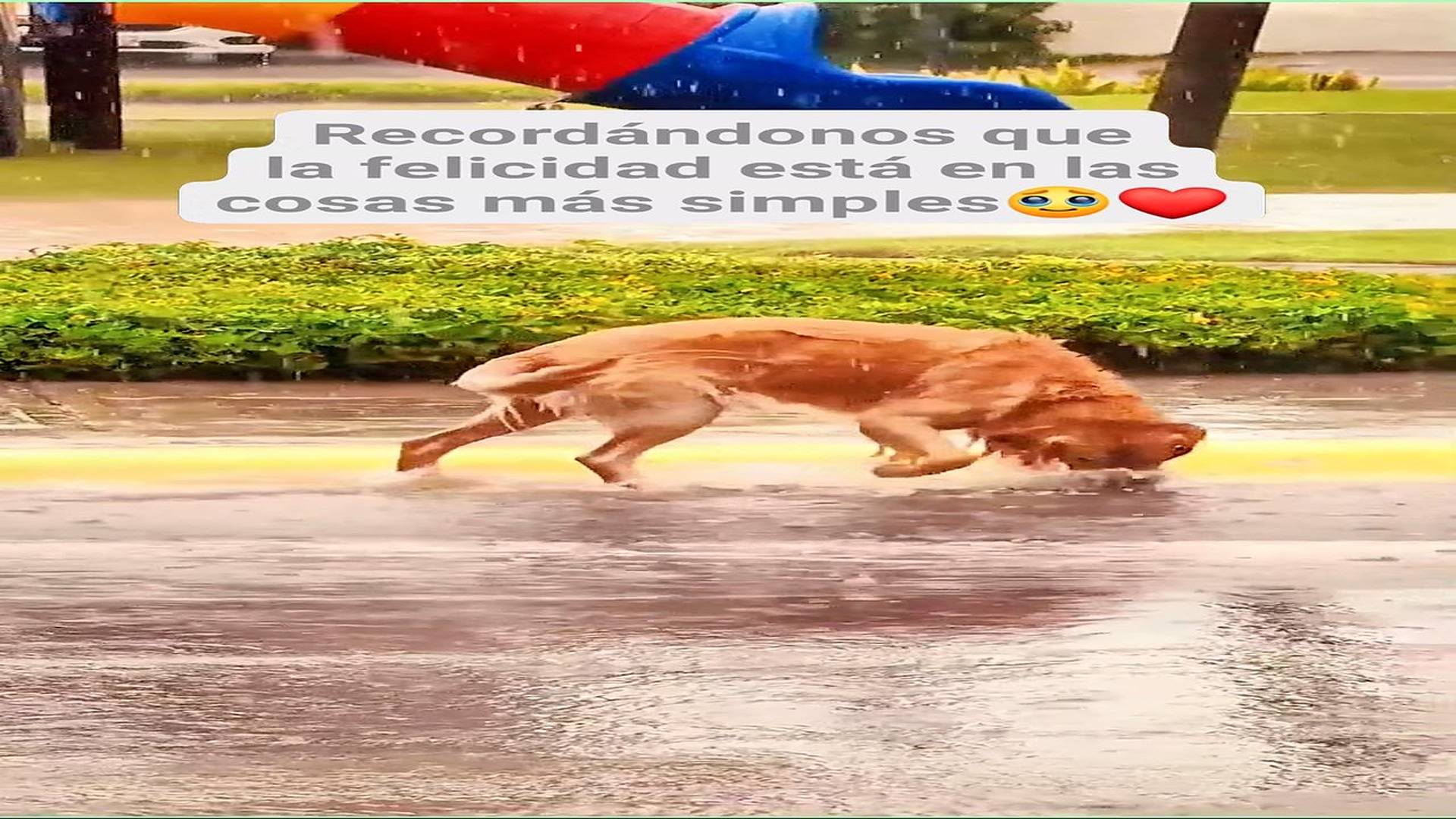 Full Video : H0608006_65K views 4.2K reactions La inocencia de un perrito bajo la lluvia es un recordatorio de la bell