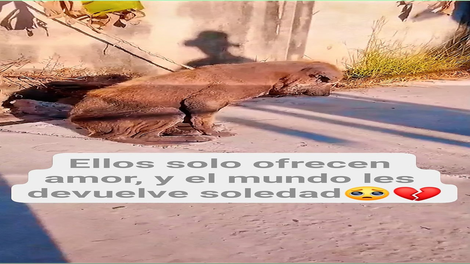 Full Video : H0608008_340K views 10K reactions Sus ojos buscan cariño, pero el mundo les ofrece olvido y dolor #perri