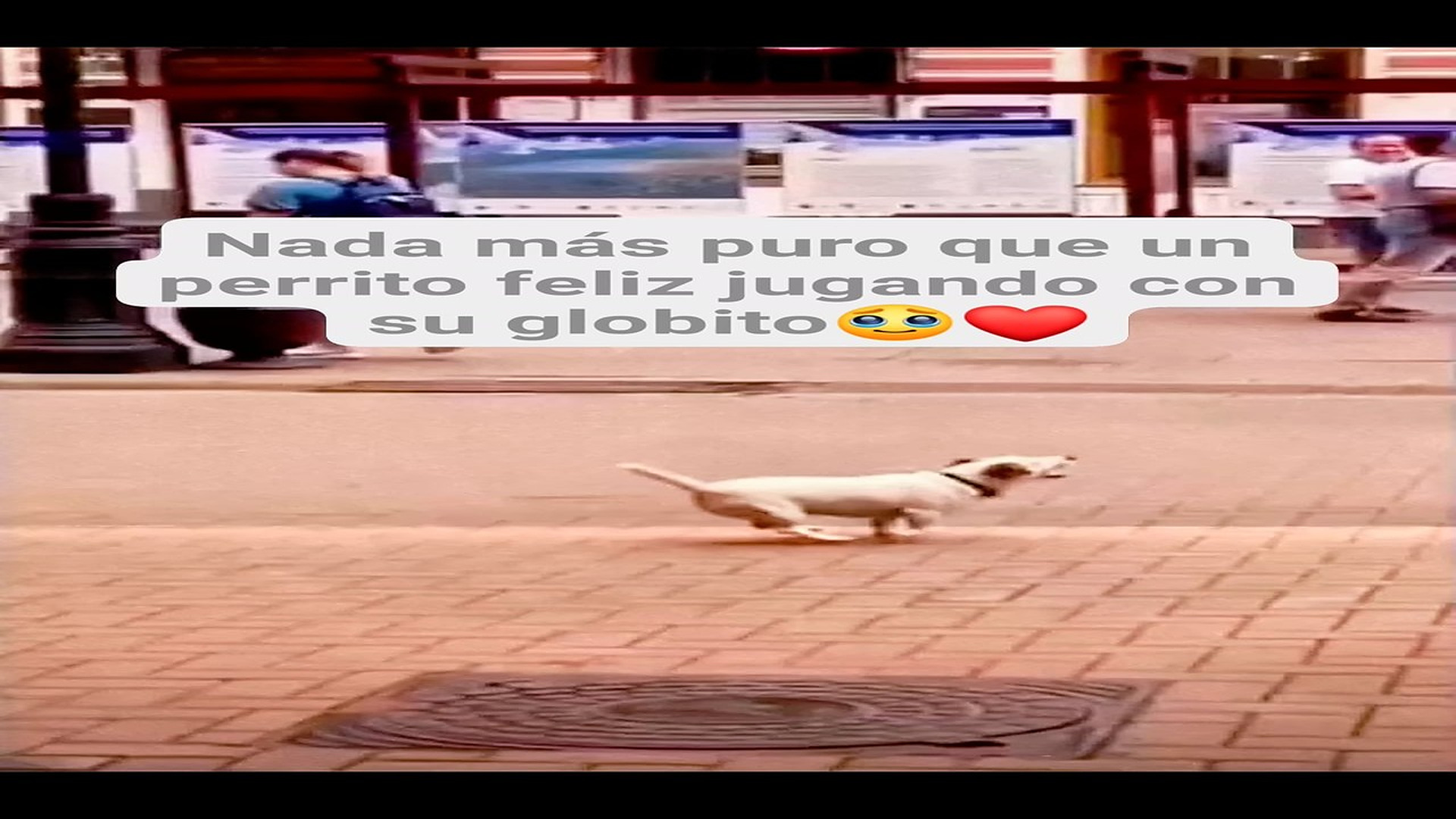 Full Video : H0708005_209K views 17K reactions Un perrito jugando con un globito nos recuerda que la alegría es simple