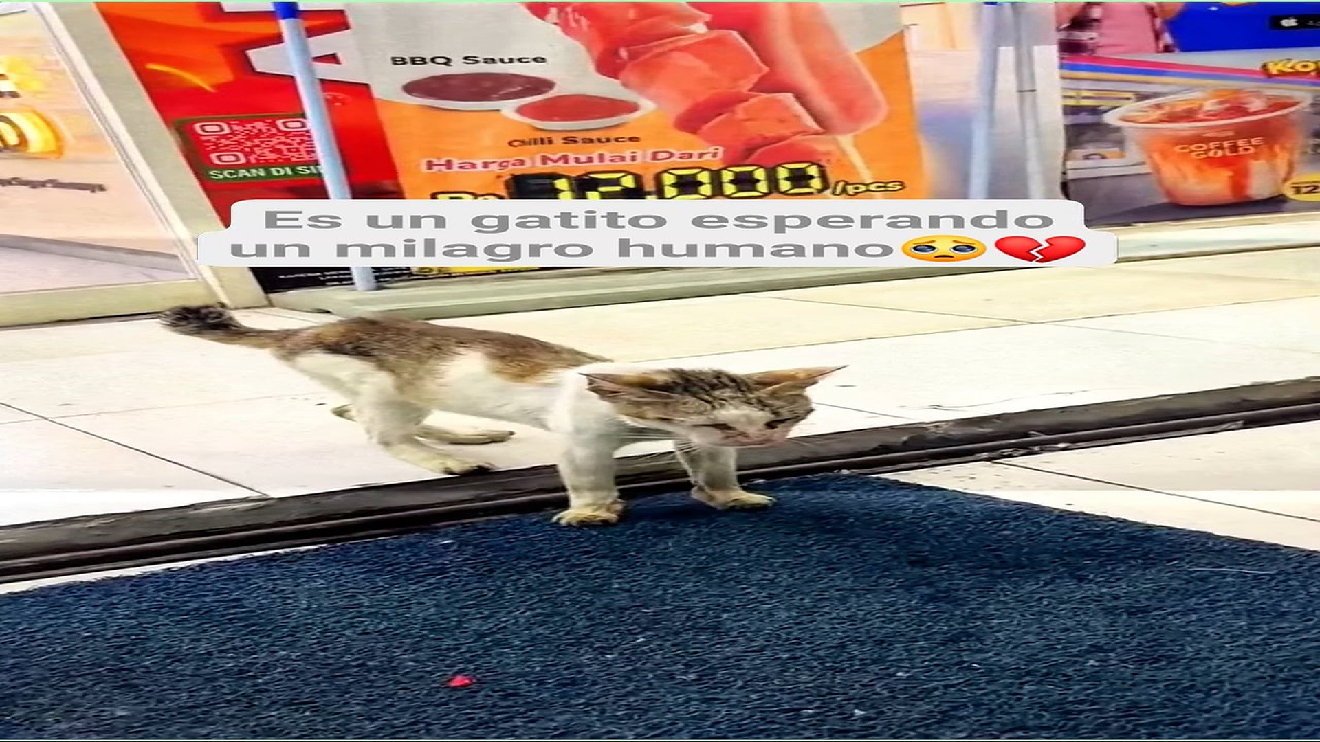 Full Video : H0708007_61K views 7.3K reactions No tiene fuerzas para seguir solito #michis #catlover #fblifestyle