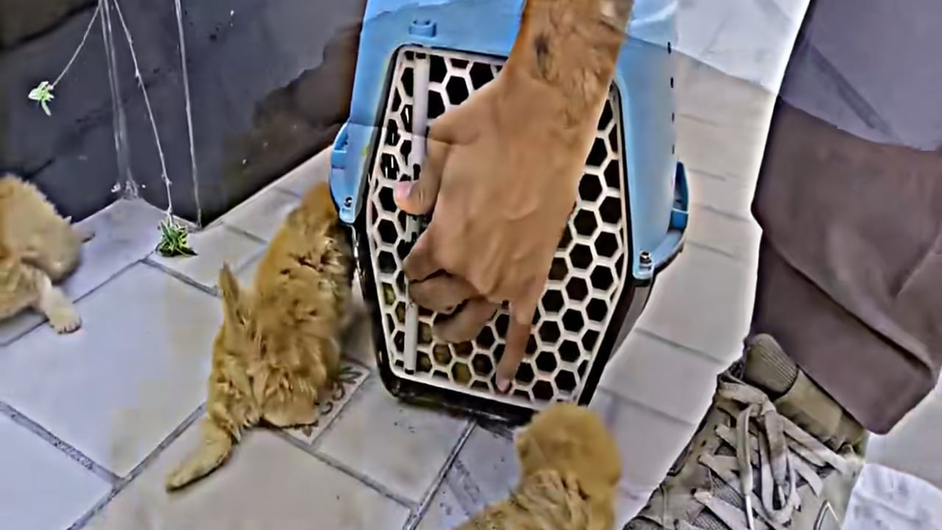 Part 2 : H0808018_A man helped a dying cat and her kittens #cat #catsoftiktok #kittensoftiktok #petsoftiktok #animals_part2
