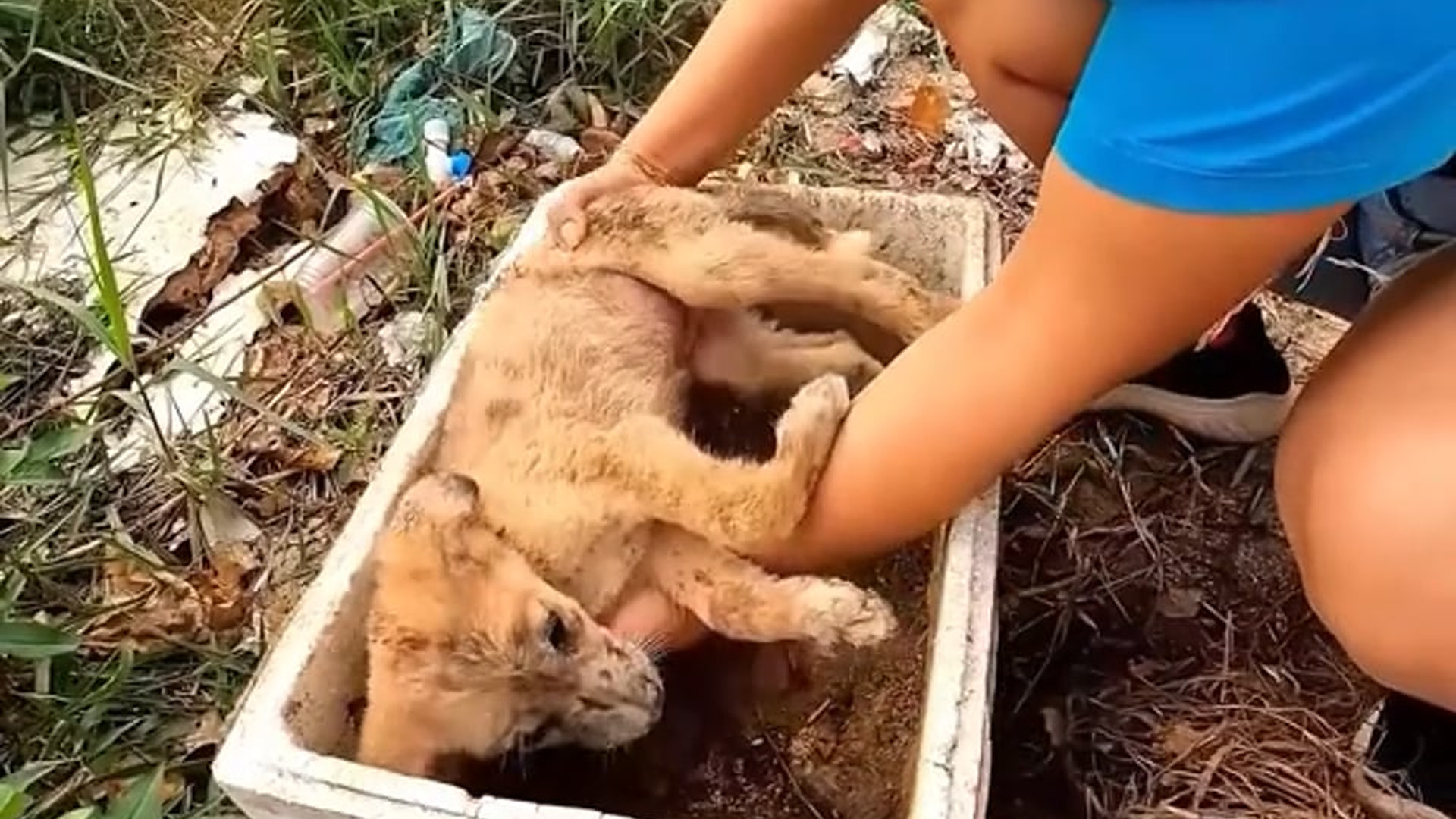 Part 2 : H0808017_The woman saved poor dog was abandoned because of acute diarrhea #rescue #rescuedog #rescuepuppy #pu_part2