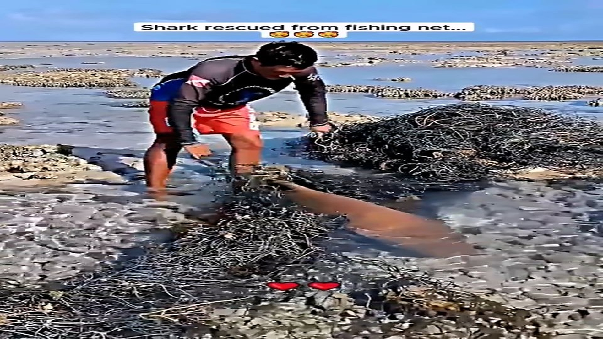 Part 2 : H0808011_Shark rescued from fishing net #shark #babyshark #sharksoftiktok #petsoftiktok #animals #animalsofti_part2