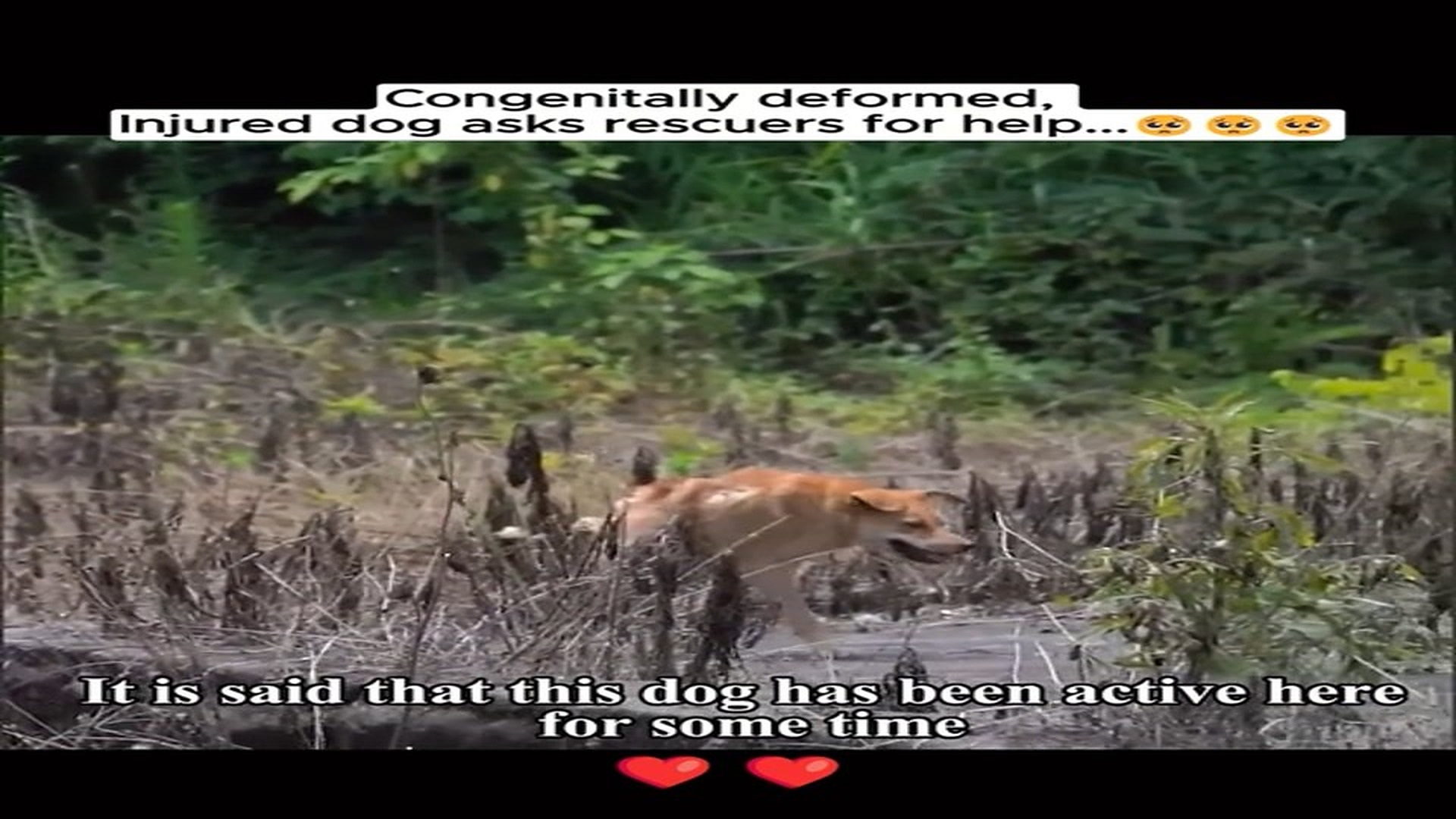 Part 2 : H0808006_Rescue poor dog #rescue #rescuedog #rescuepuppy #dog #dogsoftiktok #puppy #animals #animalsoftiktok_part2