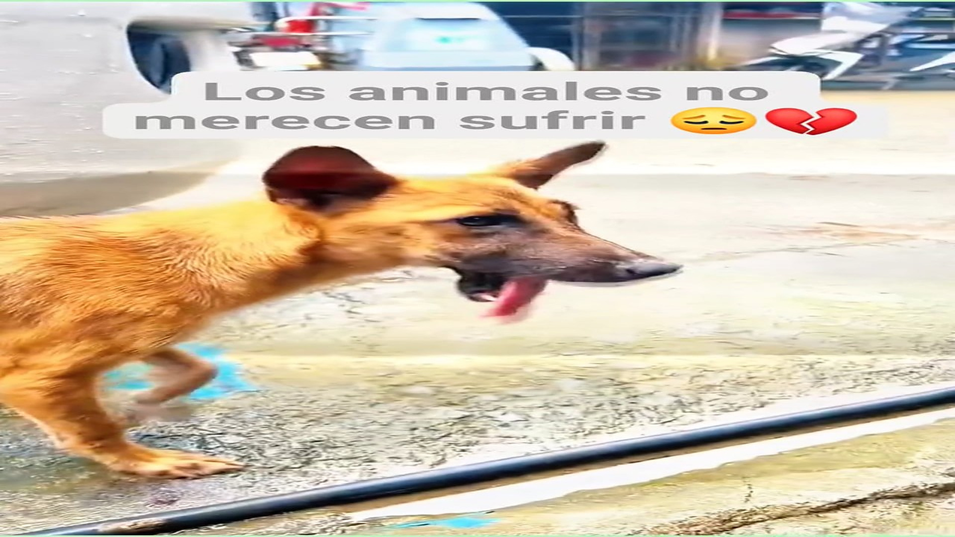 Full Video : H0808029_360K views 10K reactions Diosito ayuda a todos los animalitos por favor El Oso 2.0
