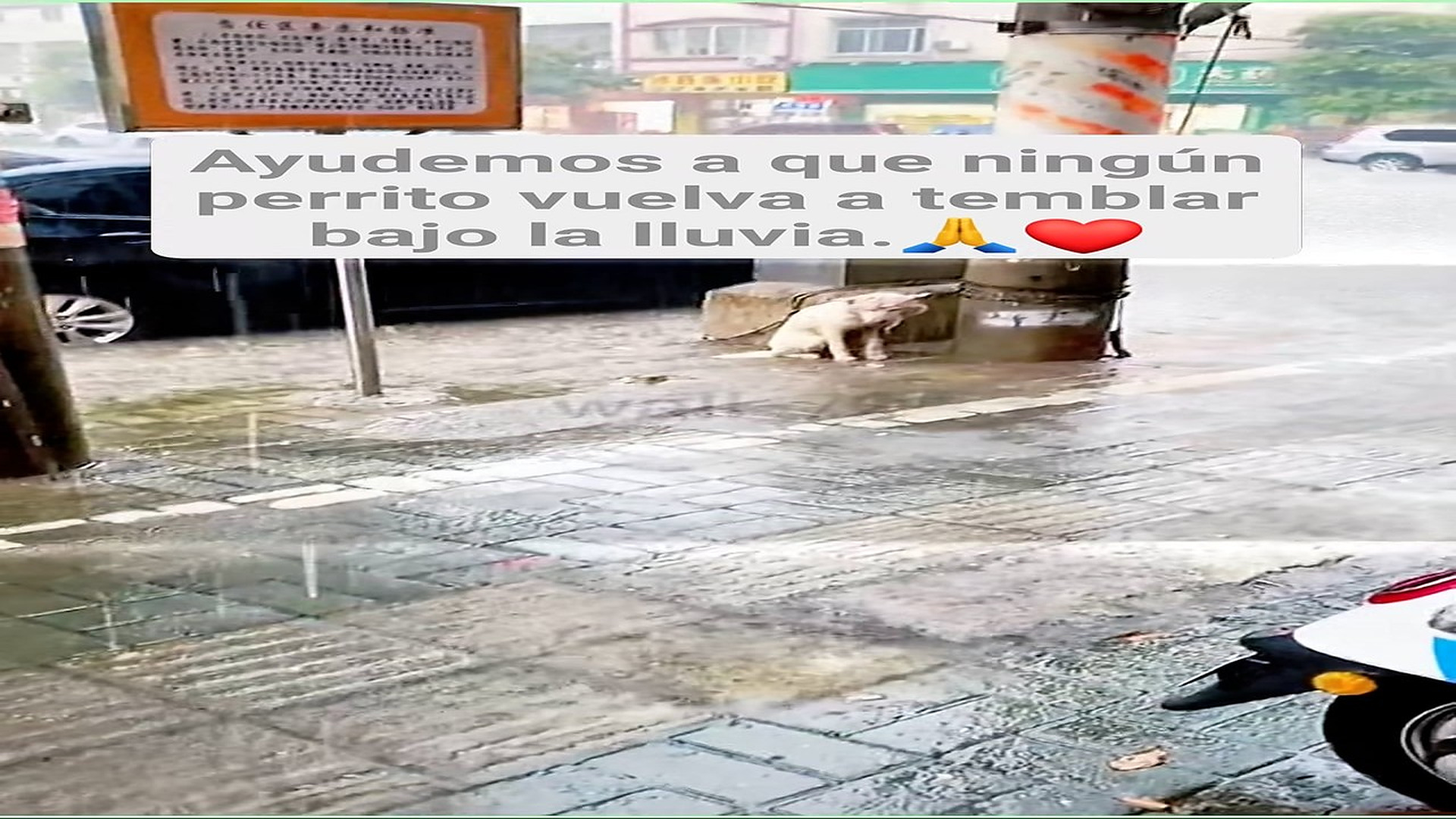 Full Video : H0808025_25K views 2.6K reactions Un corazón tan puro no debería conocer el peso de una cadena. #fblife