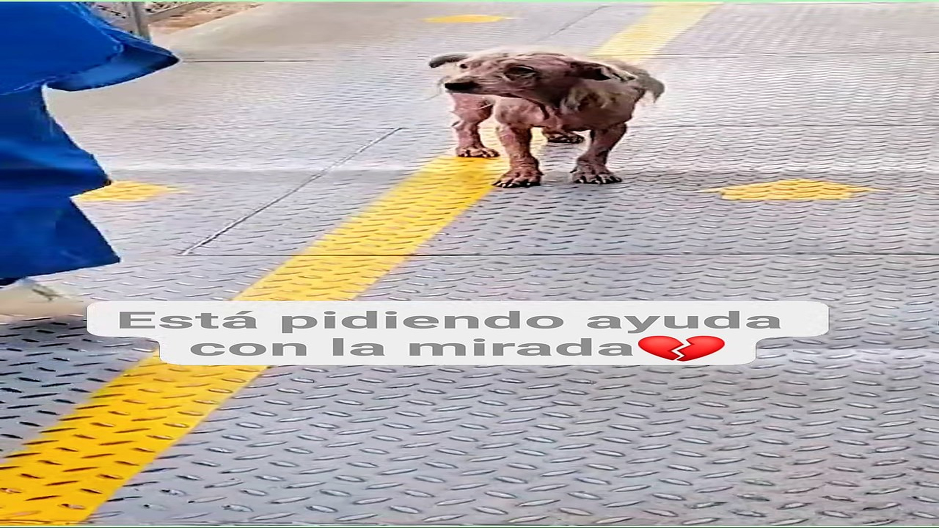 Full Video : H0808028_331K views 10K reactions Pobre bebé necesita ayuda urgente. Se deja cariñar no es un perrito