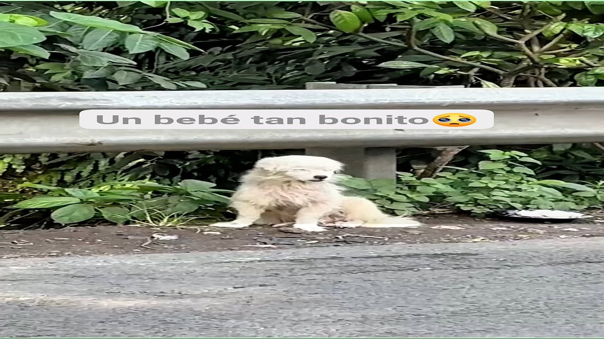 Full Video : H0808027_8.2K views 471 reactions Mi pequeño bebé #perritos #fblifestyle El Oso 2.0