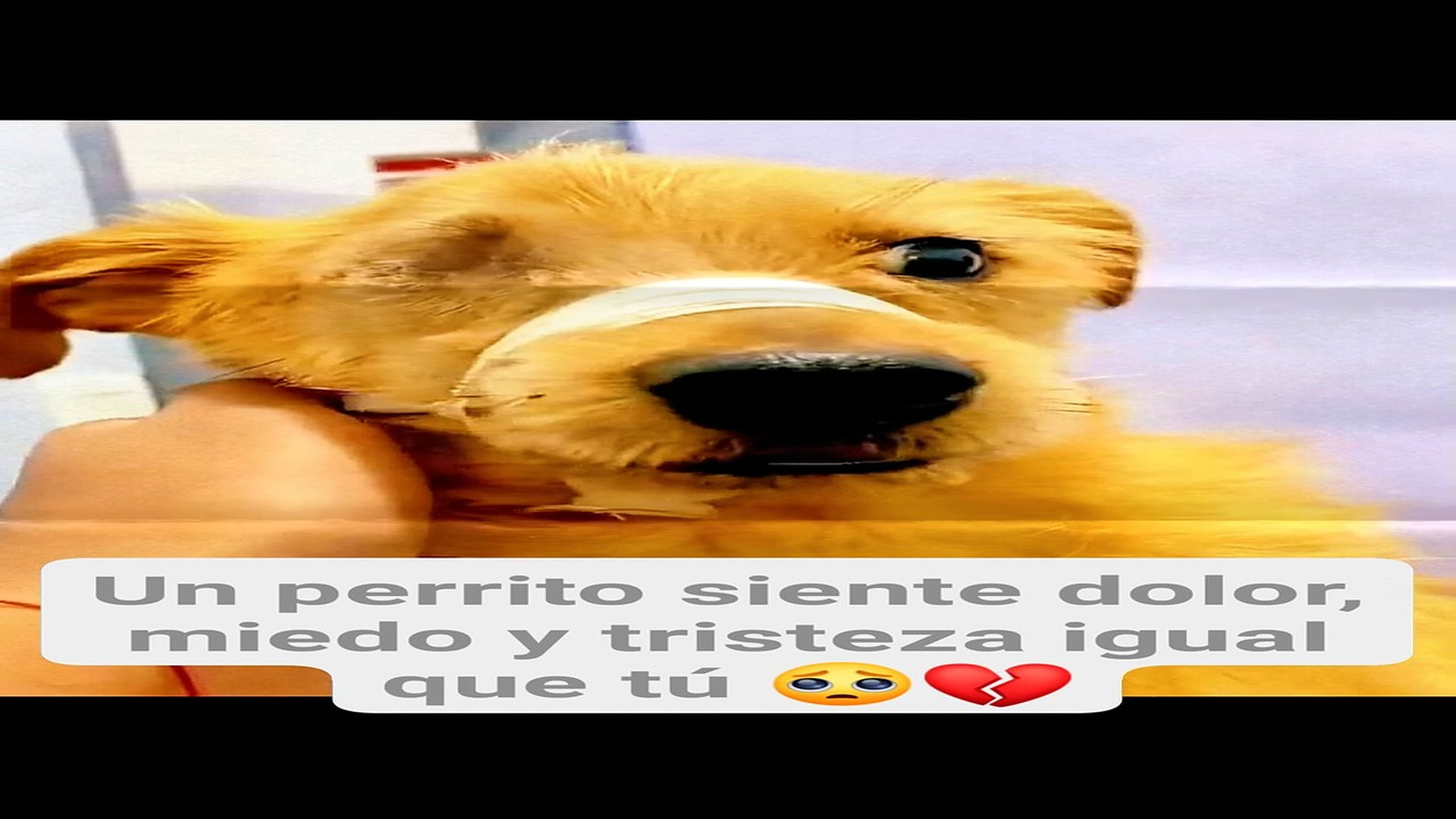 Full Video : H0808023_7.5K views 435 reactions Un acto de crueldad deja cicatrices que el animal lleva en el cuerpo y