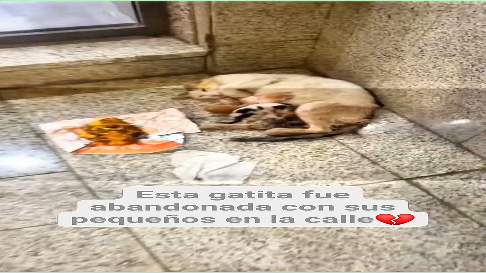 Full Video : H0808015_120K views 8.4K reactions Una mamá gata callejera alimentando a sus gatitos abandonados. Gracias