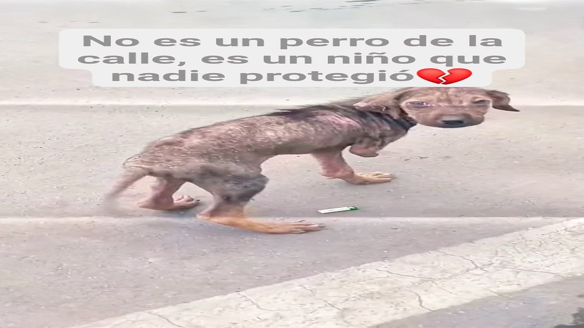 Full Video : H0808014_605K views 44K reactions Es un angelito que cayó en un mundo que no supo cuidarlo #perrosfeli
