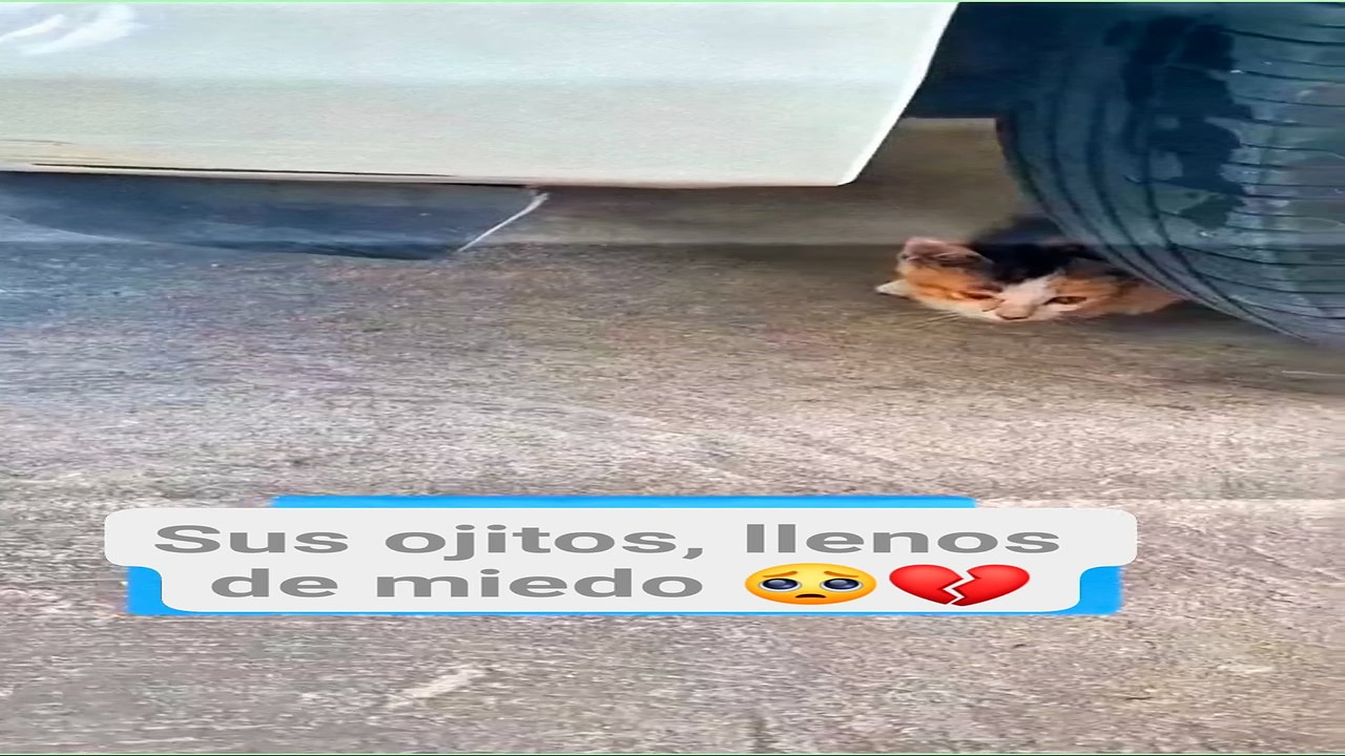 Full Video : H0808011_76K views 4.4K reactions Un niño disfrazado de gatito, abandonado y asustado #michis #catlove