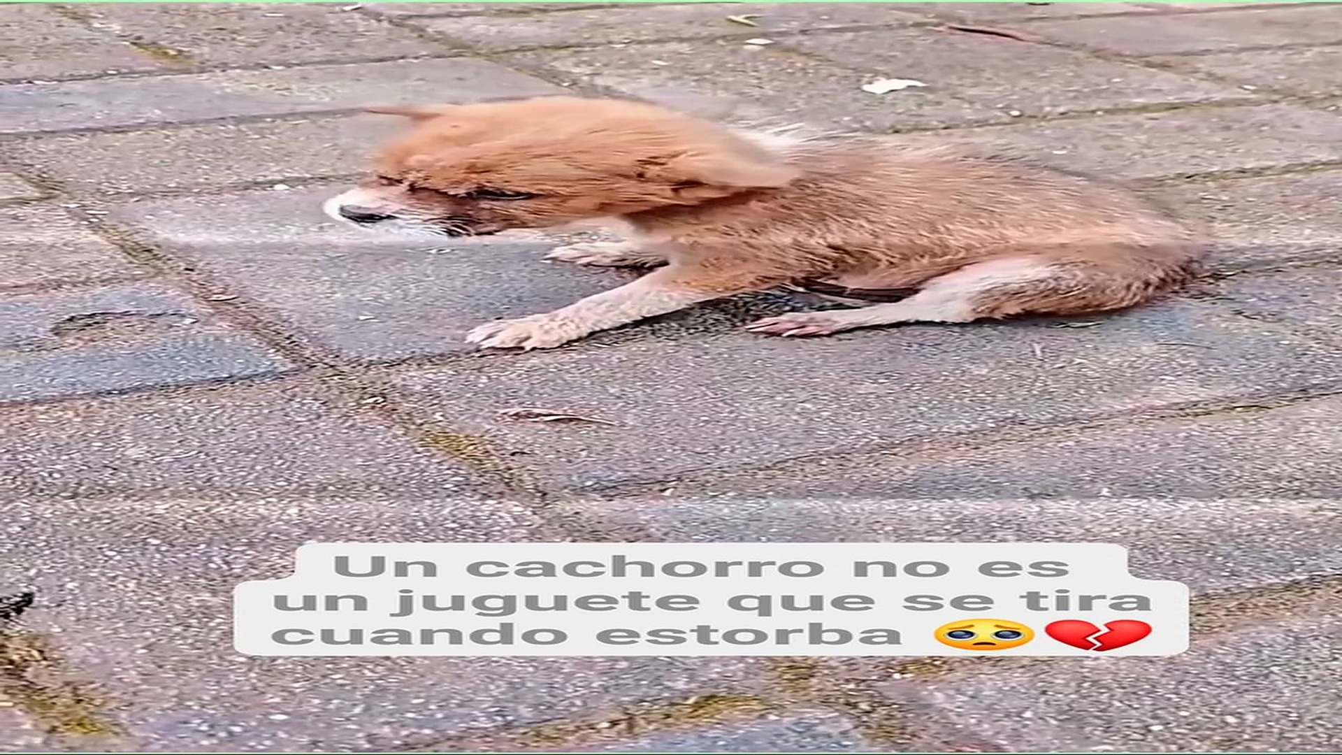 Full Video : H0808012_85K views 6K reactions Sus ojitos buscan a alguien que le diga que todo estará bien #PerrosFel