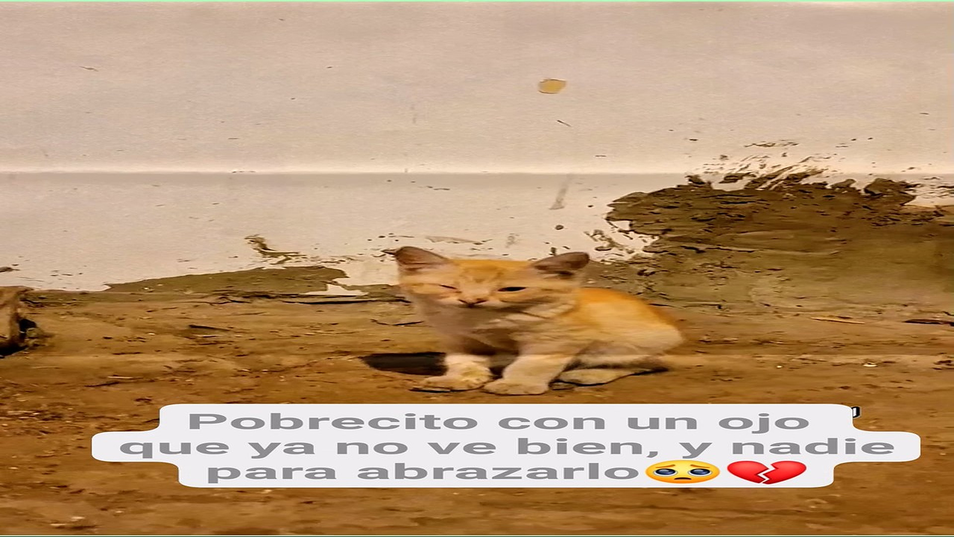 Full Video : H0808007_23K views 2.4K reactions Un pequeño gatito camina solo, con un ojo herido y el corazón lleno de
