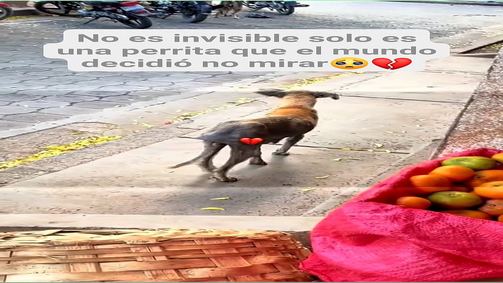 Full Video : H0808001_71K views 6.5K reactions Entre los huesos marcados por el hambre y la piel herida por la sarna,