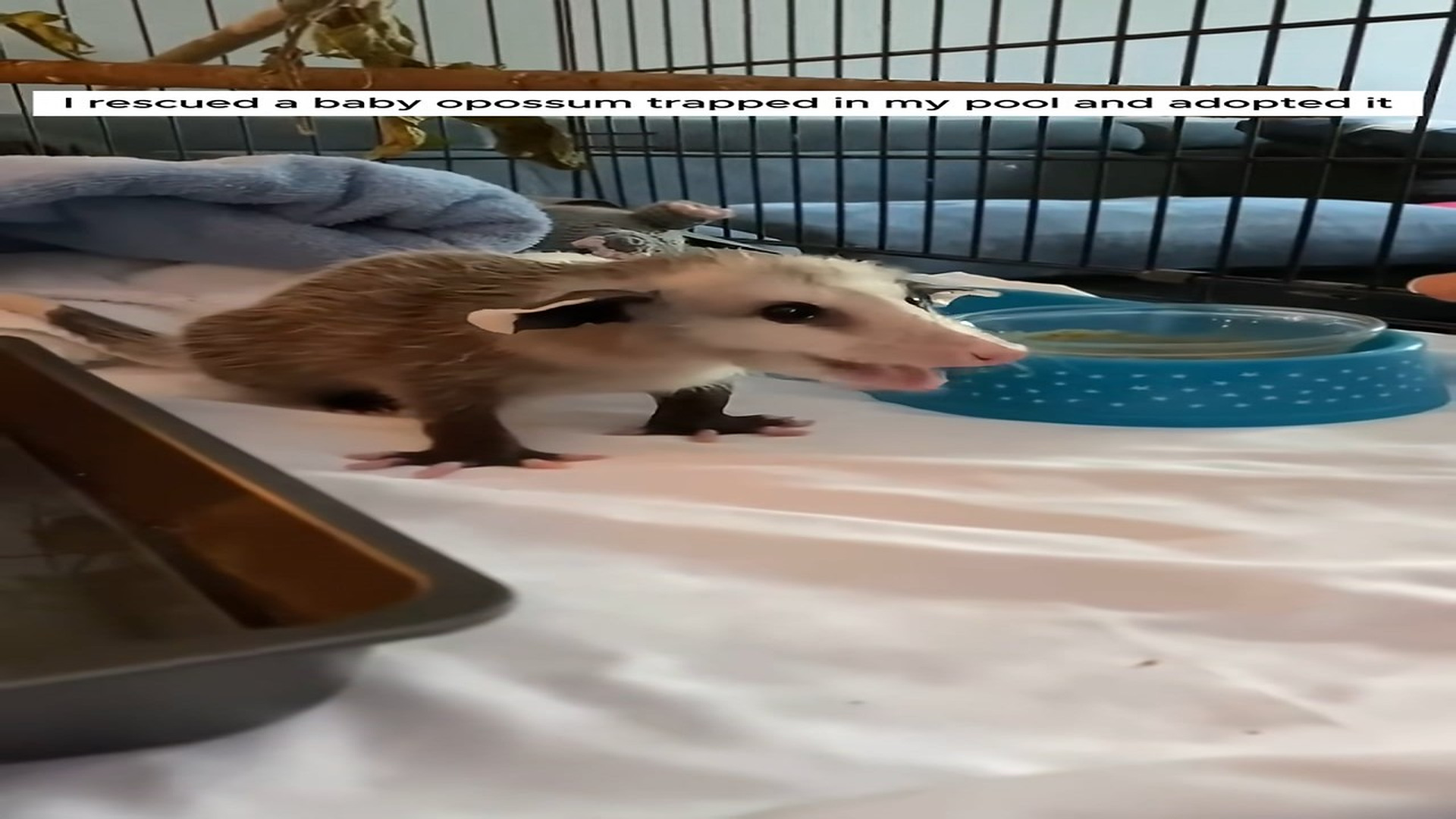 Part 2 : H1008010_I rescued a baby opossum trapped in my pool and adopted it #animals #rescueanimals #animallover #ani_part2