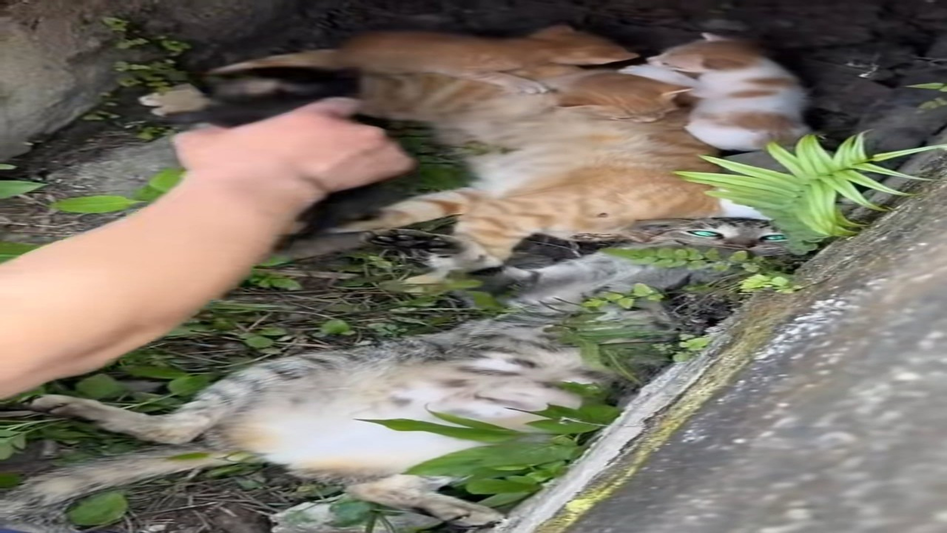 Part 2 : H1008007_Rescue a sick cat faimly under. #Rescue #kindness #fYP #AnimalRescue_part2