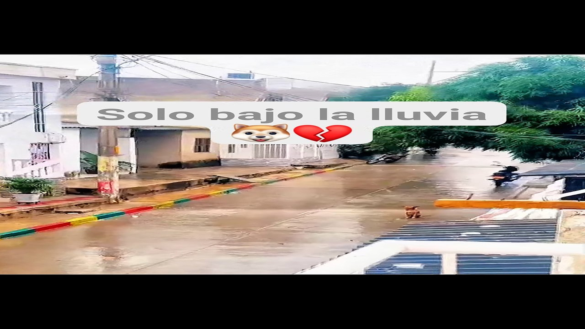 Full Video : H1008025_71K views 8.2K reactions No es solo un perro es una vida pasando frío El Oso 2.0