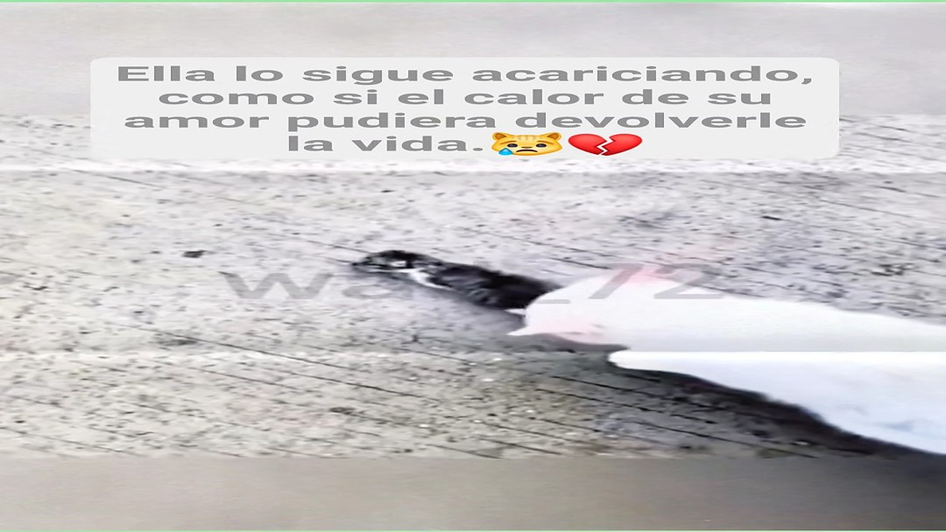 Full Video : H1008021_238K views 10K reactions Acaricia como si aún pudiera despertarlo como si el amor pudiera vencer