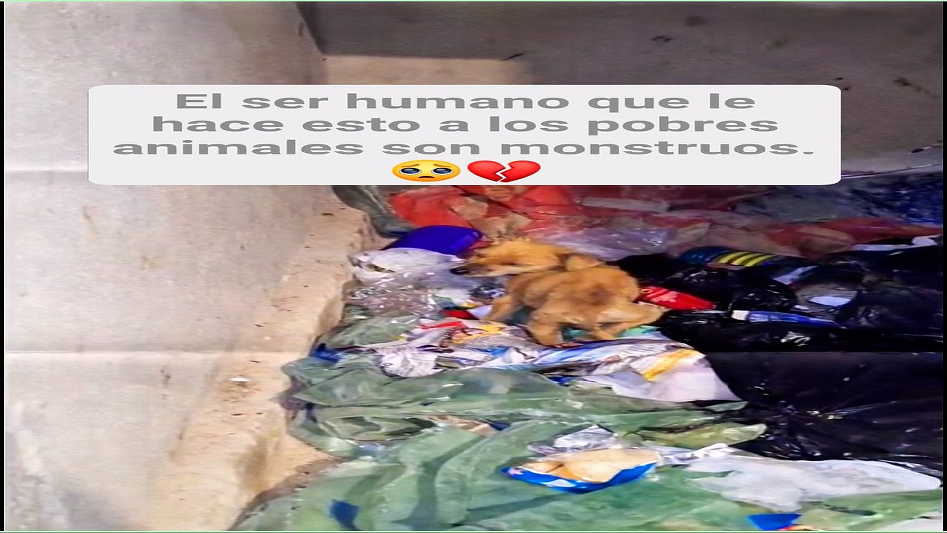 Full Video : H1008019_13K views 595 reactions Quien haga esto ni siquiera se considera humano. #fblifestyle #perritos