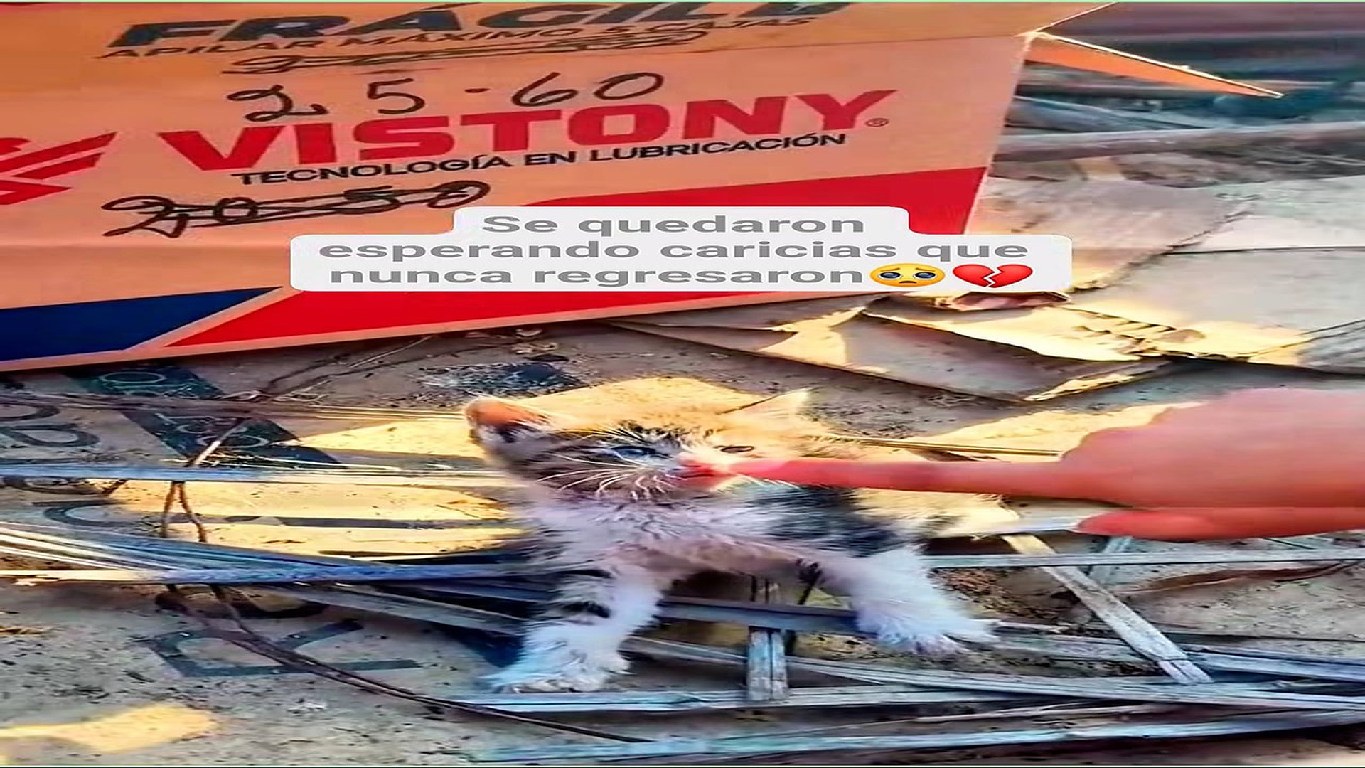 Full Video : H1008013_94K views 5.6K reactions Un gatito abandonado es el reflejo de una decisión sin corazón #michi