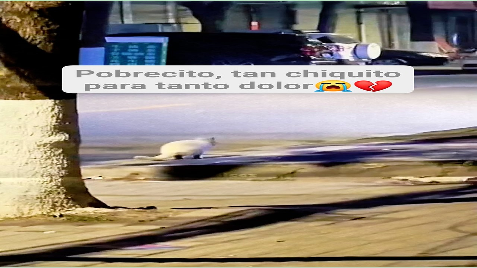 Full Video : H1008010_87K views 4.4K reactions Un gatito callejero avanza solo, con una patita menos y un corazón que