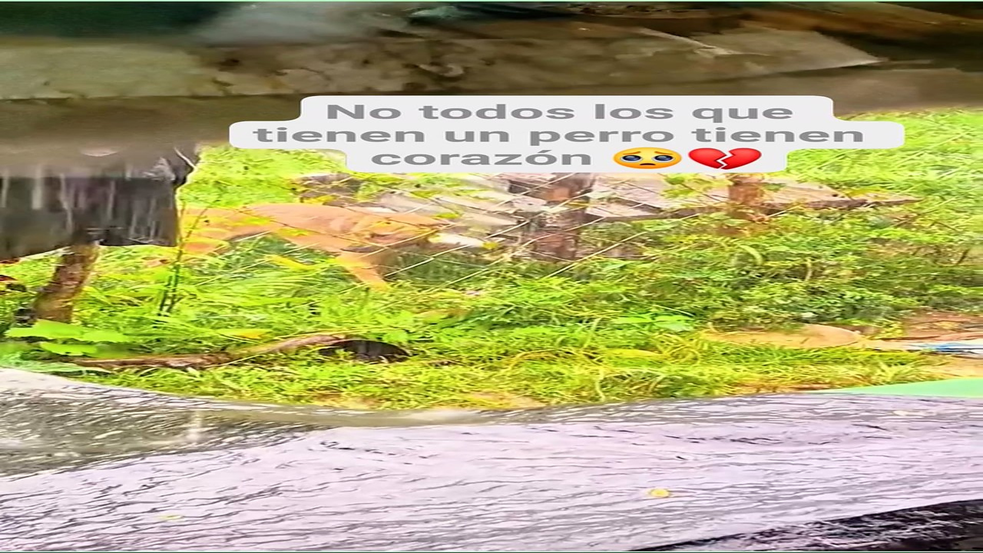 Full Video : H1008007_53K views 2.7K reactions Mientras el perrito temblaba bajo la lluvia, sus dueños dormían tranqui