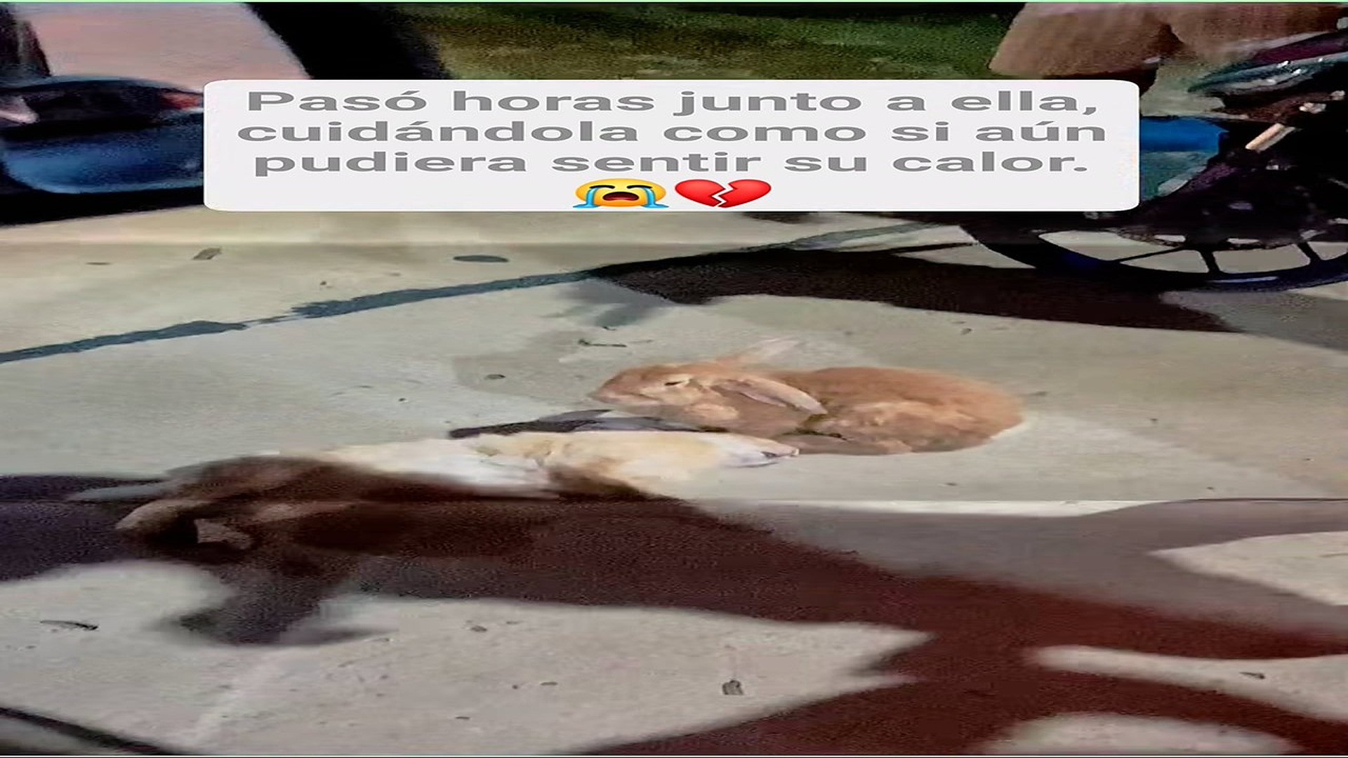 Full Video : H1008003_169K views 10K reactions Dicen que los animales no lloran, pero ese conejito pasó horas junto al