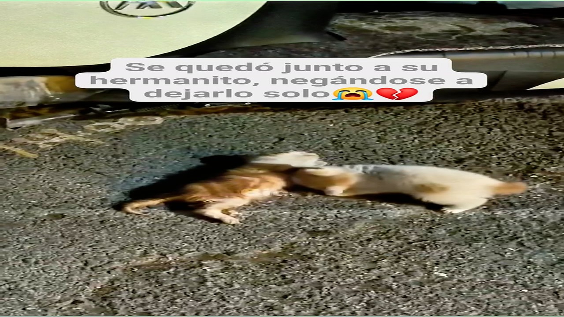 Full Video : H1008001_171K views 10K reactions Con su pequeña patita lo empujaba despacito como si aún creyera que su
