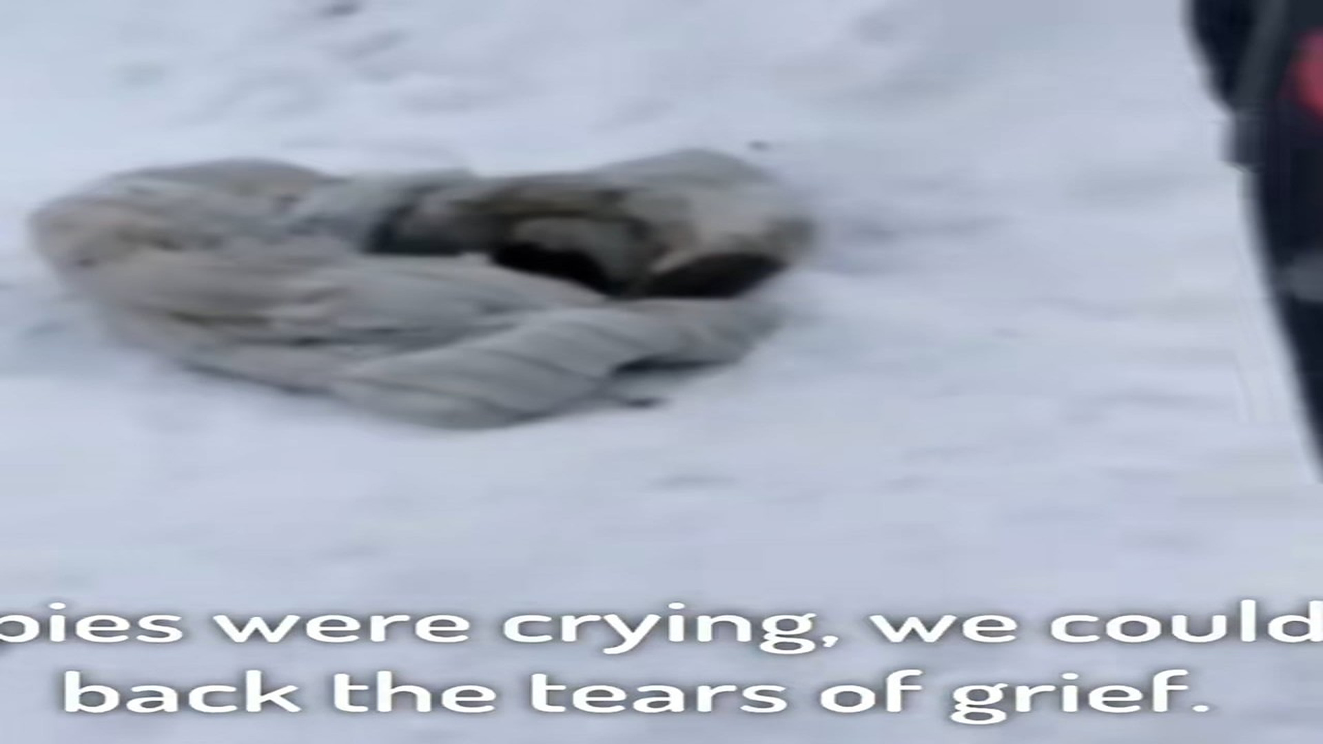 Part 2 : H1108004_The mother dog is crying and begging for help after giving birth to ten puppies in the freezing snow_part2