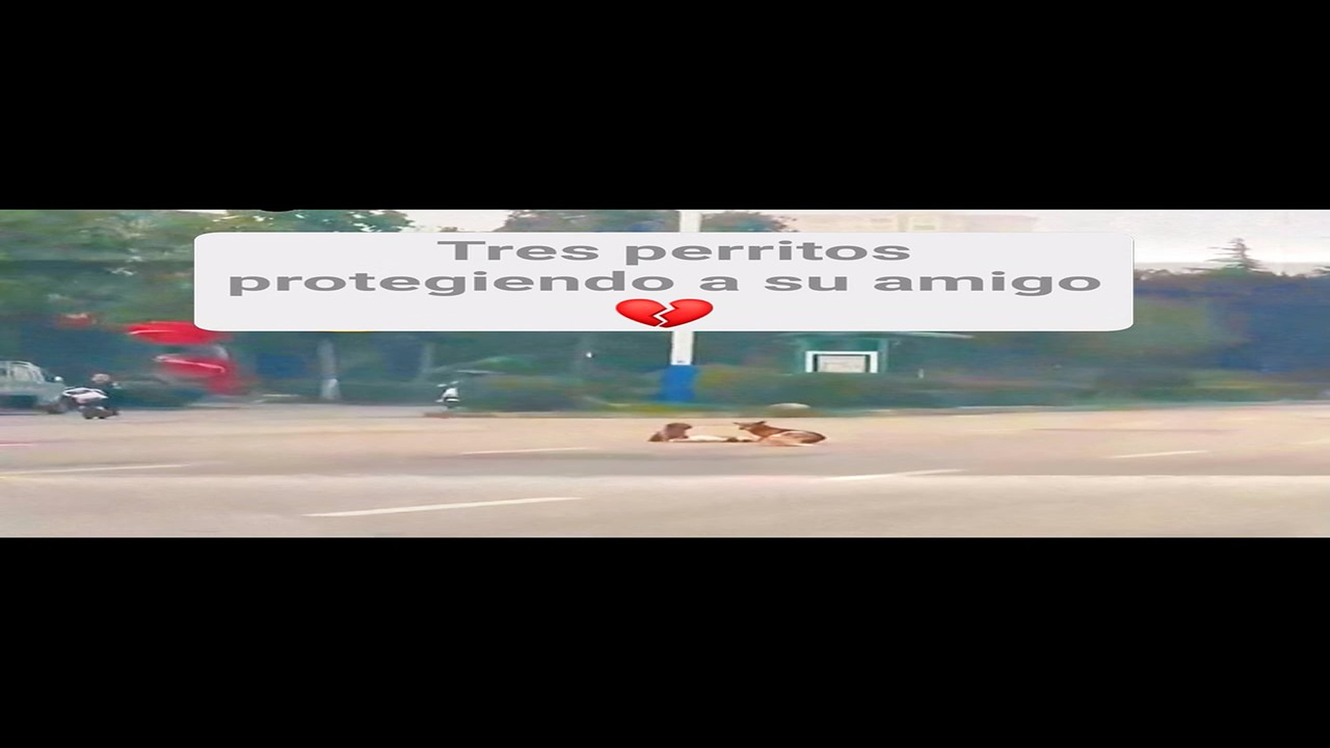 Full Video : H1108016_16K views 1K reactions Los animales son ángeles que Dios nos envió para enseñarnos a amar. #f