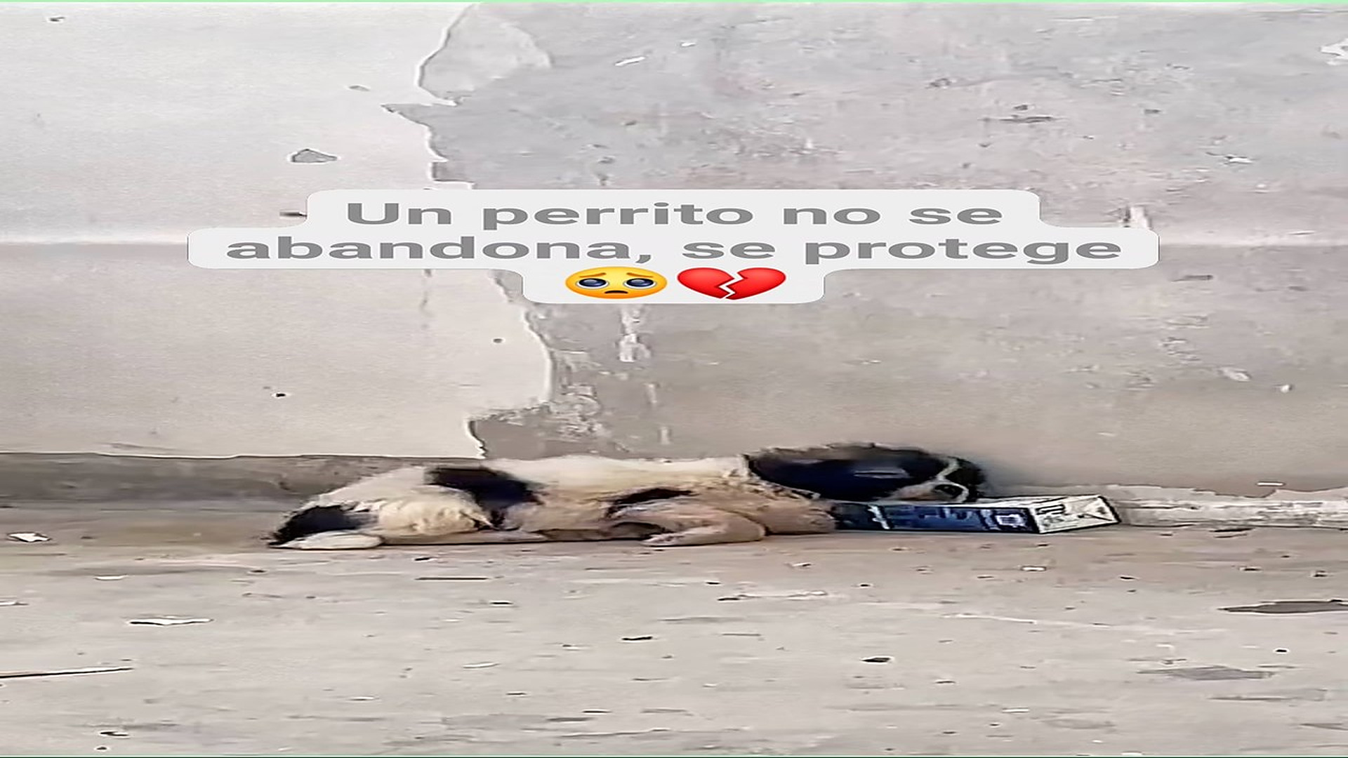 Full Video : H1108009_241K views 10K reactions Un perrito no se abandona, se cuida hasta el final El Oso 2.0