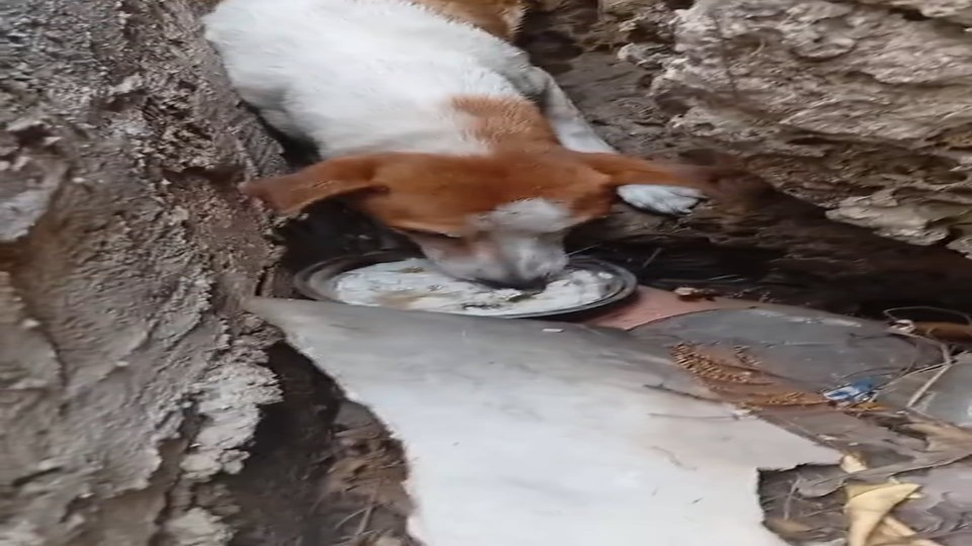 Part 2 : H1208006_here's an update^^ #dog #viral #4u #fyp_part2