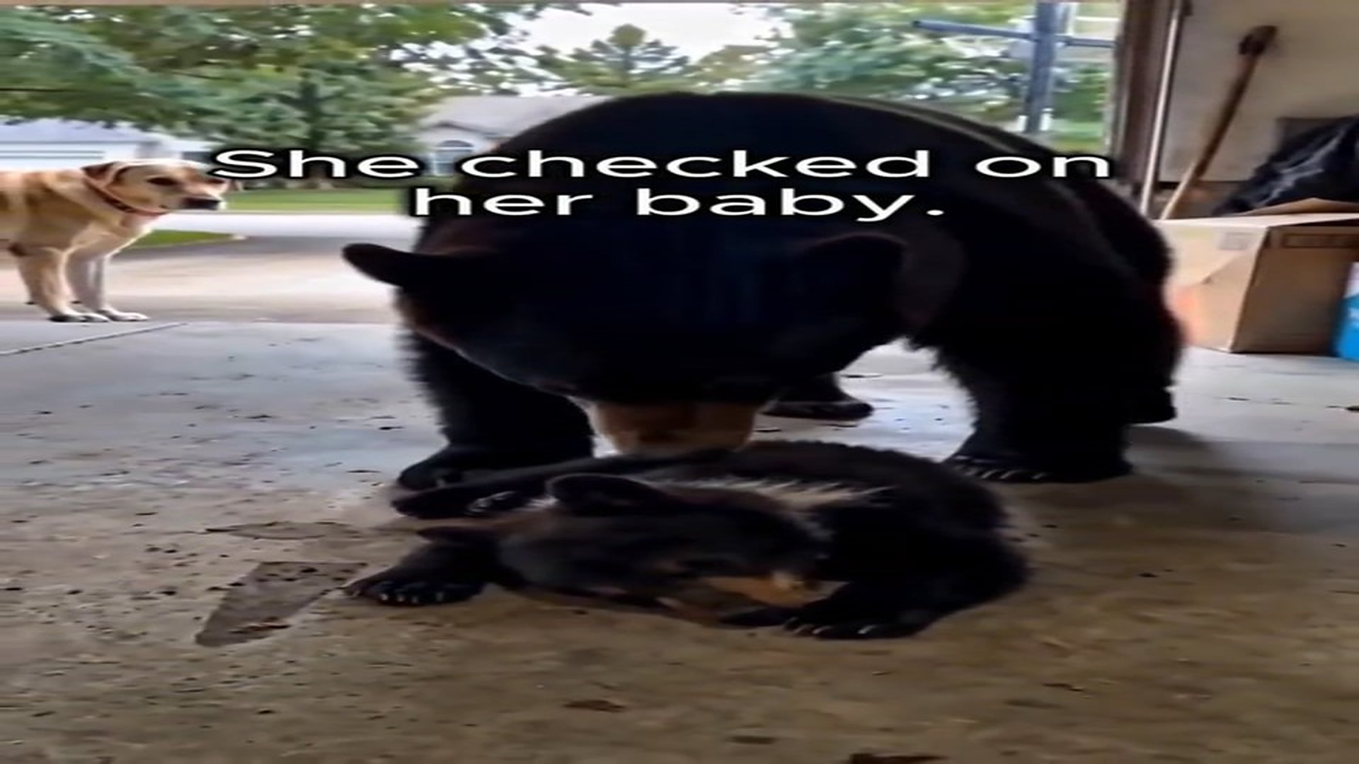 Part 2 : H1208008_The Dog Who Saved a Bear Cub #animalrescue #america #bear #emotional #animals_part2