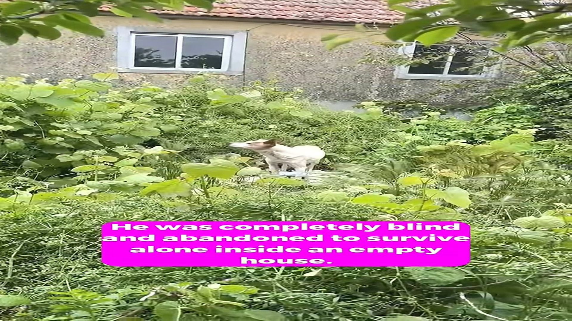 Full Video : H1208025_Lonely Blind Dog Endured Unimaginable Neglect Before a Rescue Changed His Future