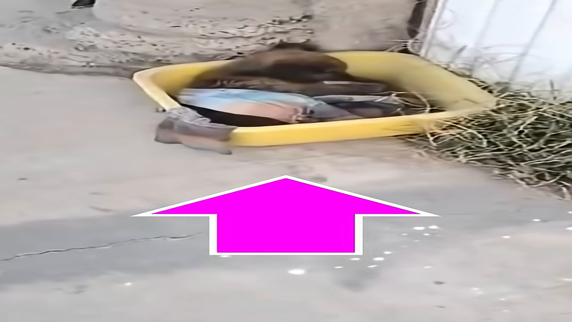 Full Video : H1208022_Abandoned and Unable to Walk this Tiny Puppy Found a Reason to Keep Fighting