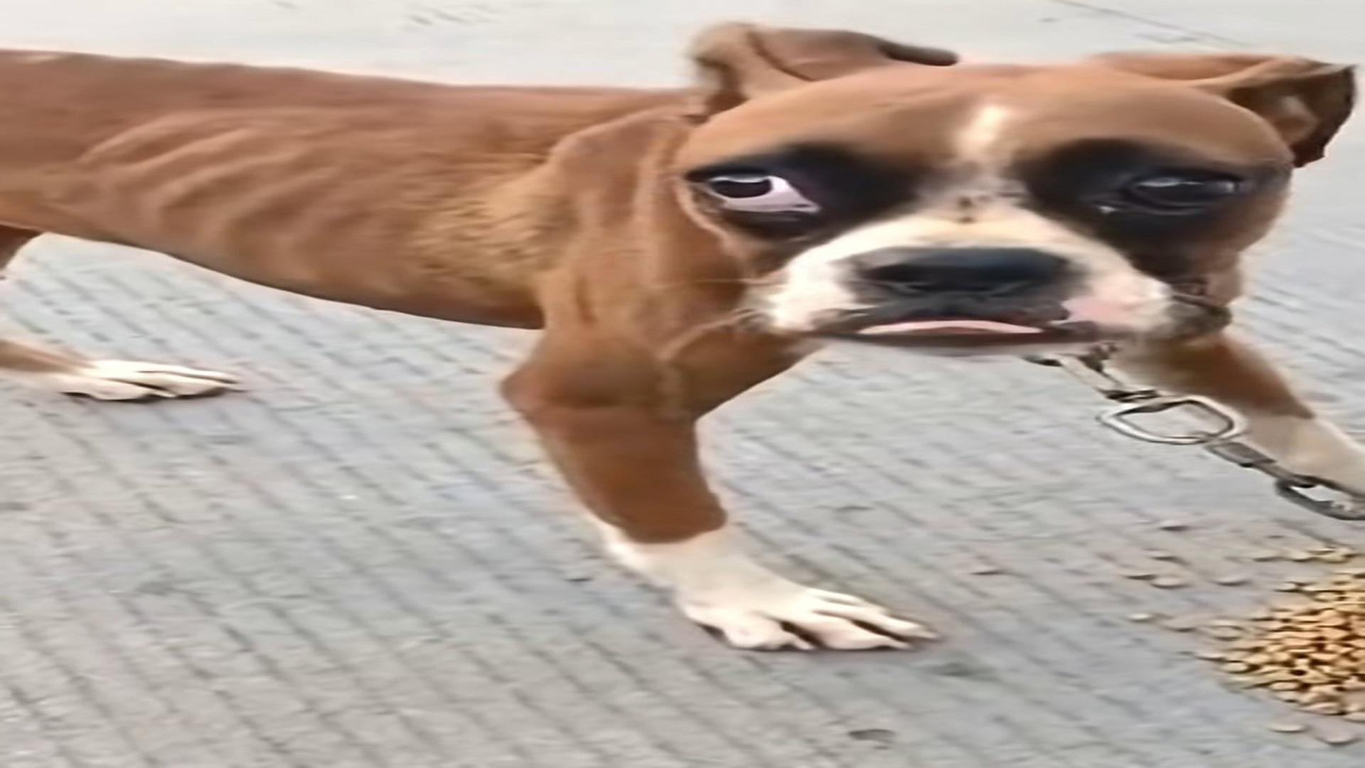 Full Video : H1208023_Neglected Dog Waited for Years Before Kind Strangers Changed Everything