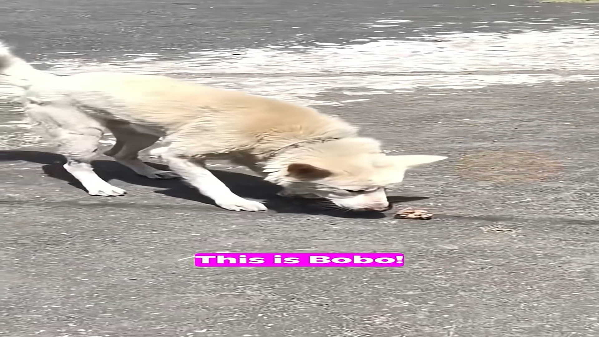 Full Video : H1208018_Abandoned for a Year Before One Life Changing Rescue Brought Hope Back