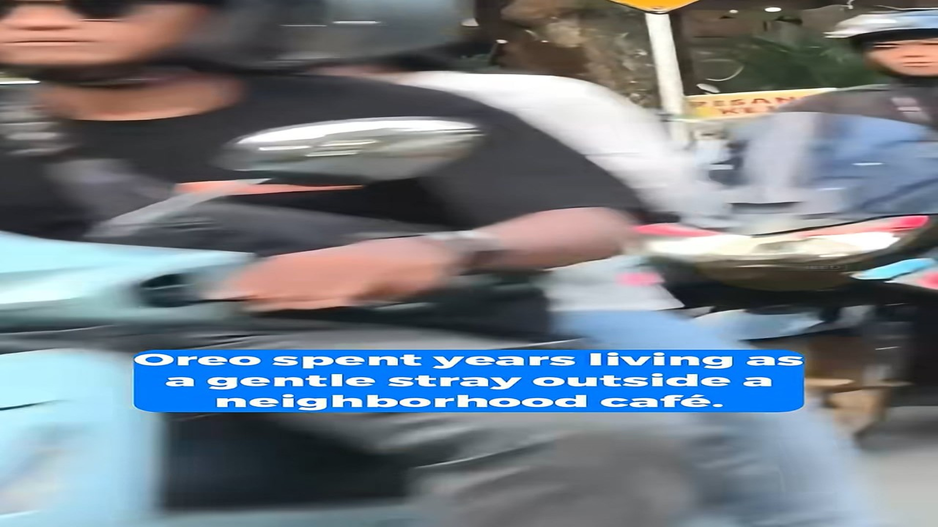 Full Video : H1208014_Every Morning a Friendly Street Dog Waited Outside Until One Day Everything Changed