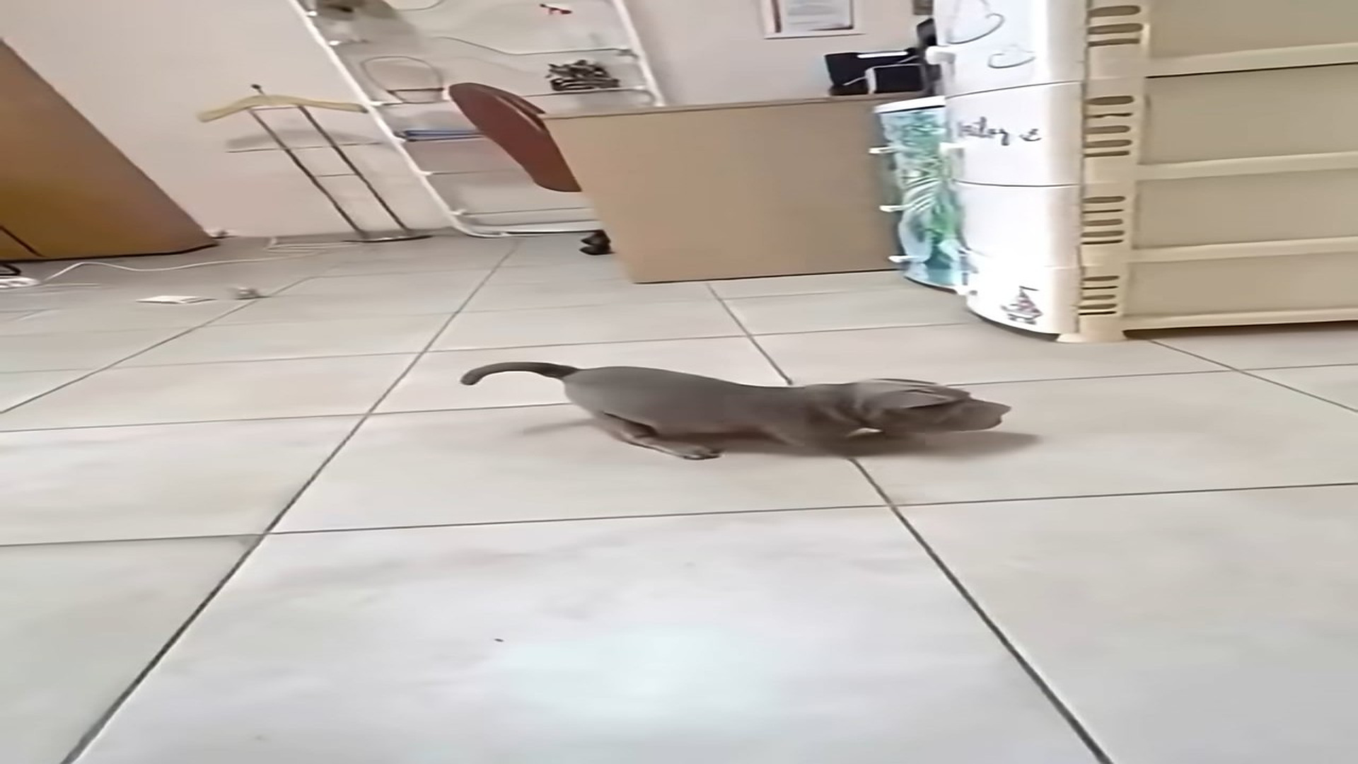 Full Video : H1208013_This Tiny Puppy Spent Months Preparing for the Treatment that Could Change Her Future