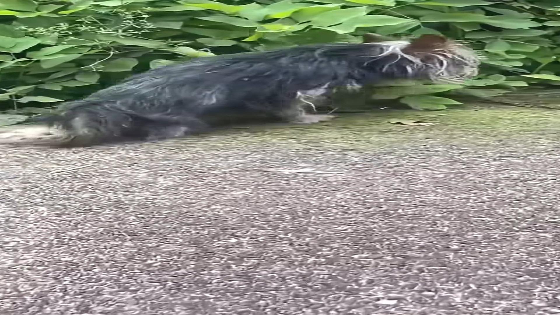 Full Video : H1208010_He Crawled Through the Streets for Weeks Until His Life Finally Began to Change
