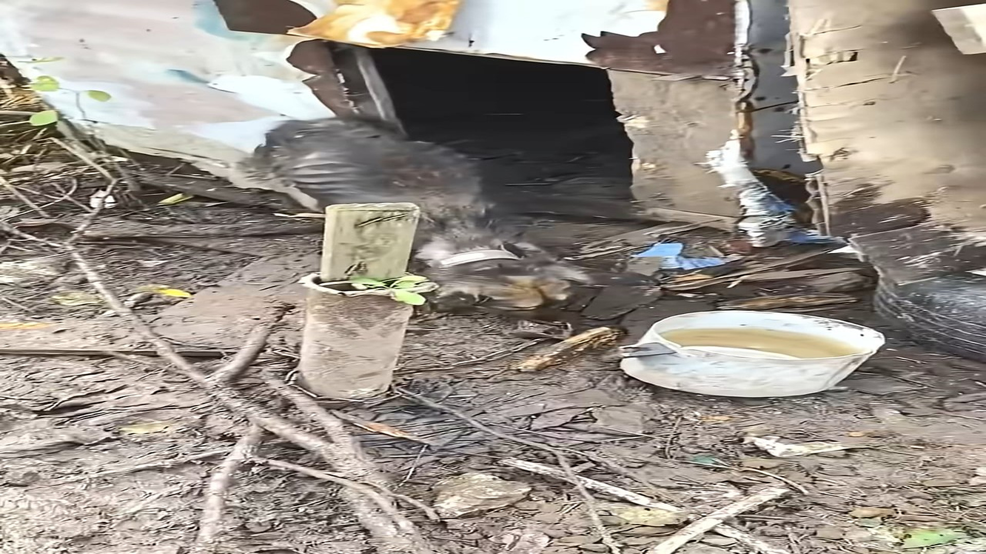Full Video : H1208007_Patient Care Helps a Neglected Dog Grow Stronger Healthier and More Confident