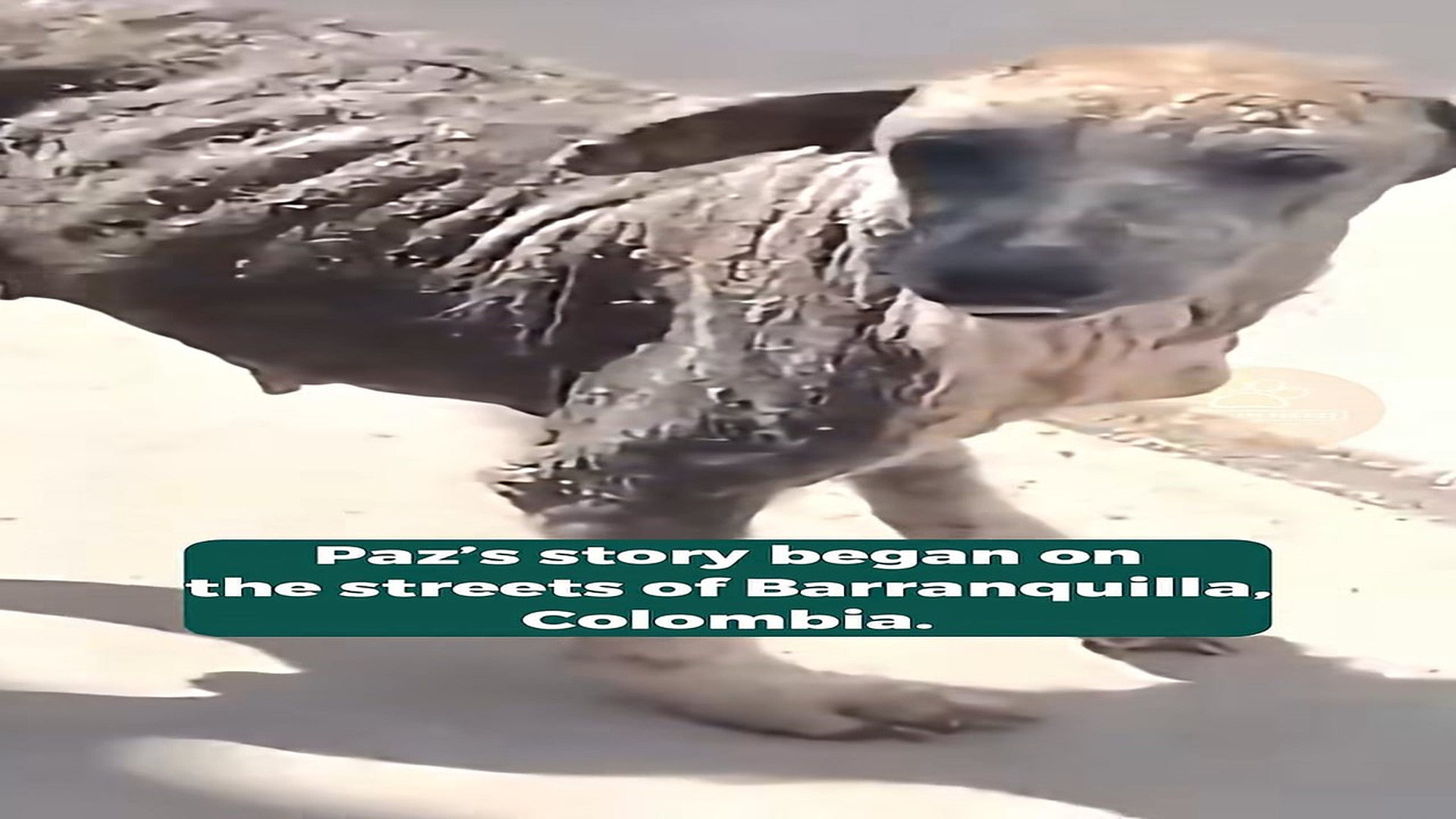 Full Video : H1208005_Incredible Recovery Turned a Homeless Dog Into a Happy and Healthy Companion